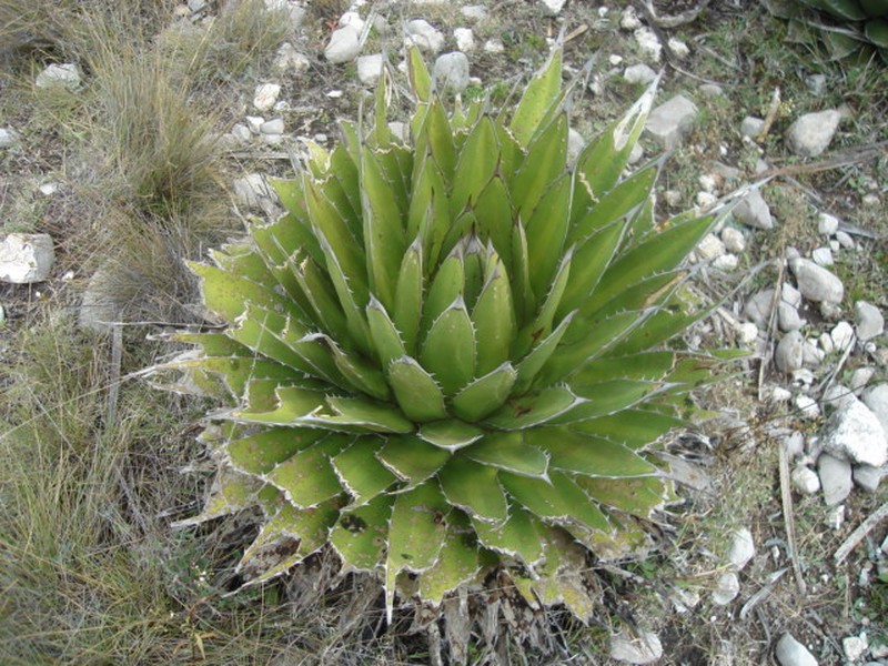 Agave triangularis