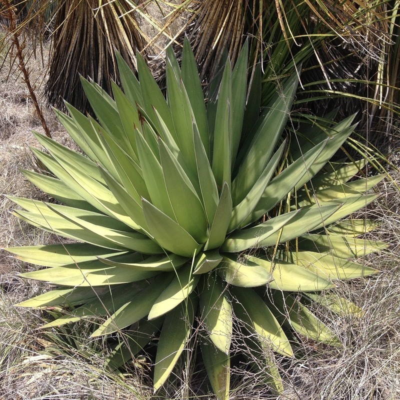 Agave triangularis photo 2