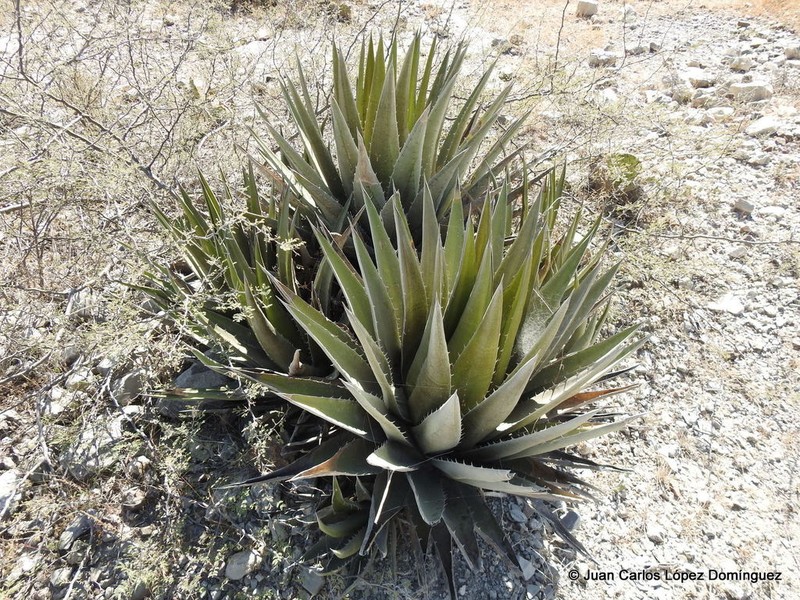 Agave triangularis photo 3