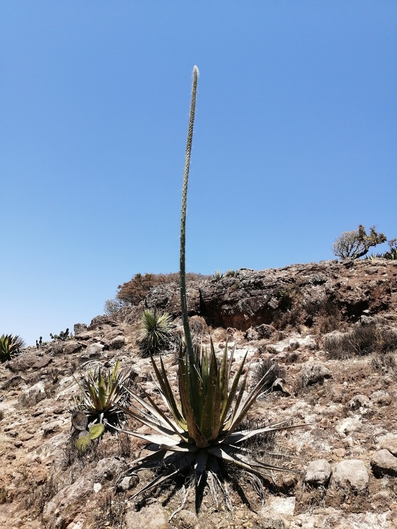 Agave triangularis photo 4