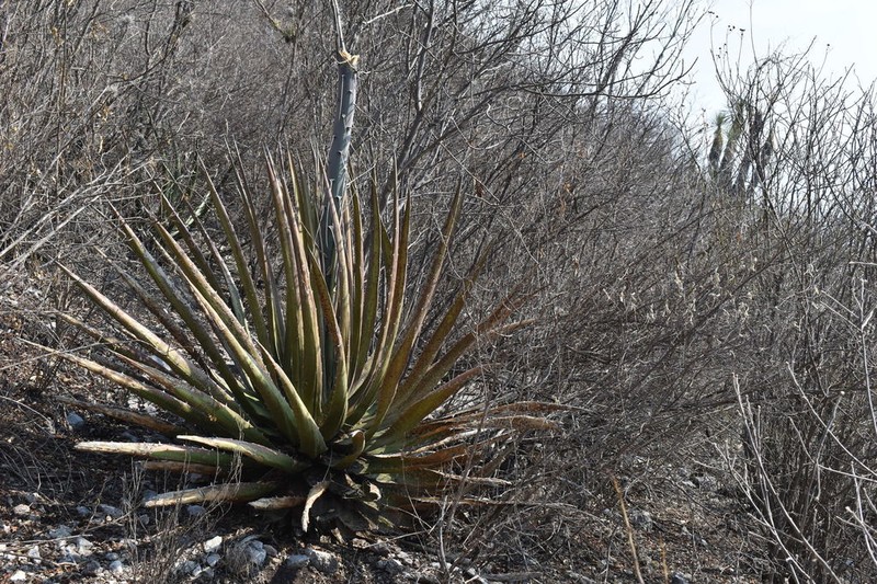 Agave triangularis photo 5