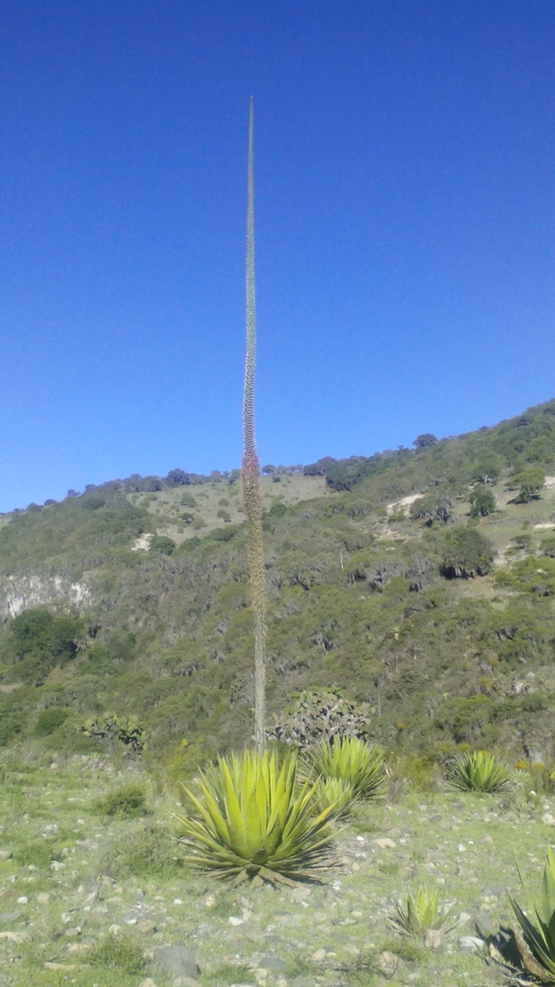 Agave triangularis photo 6