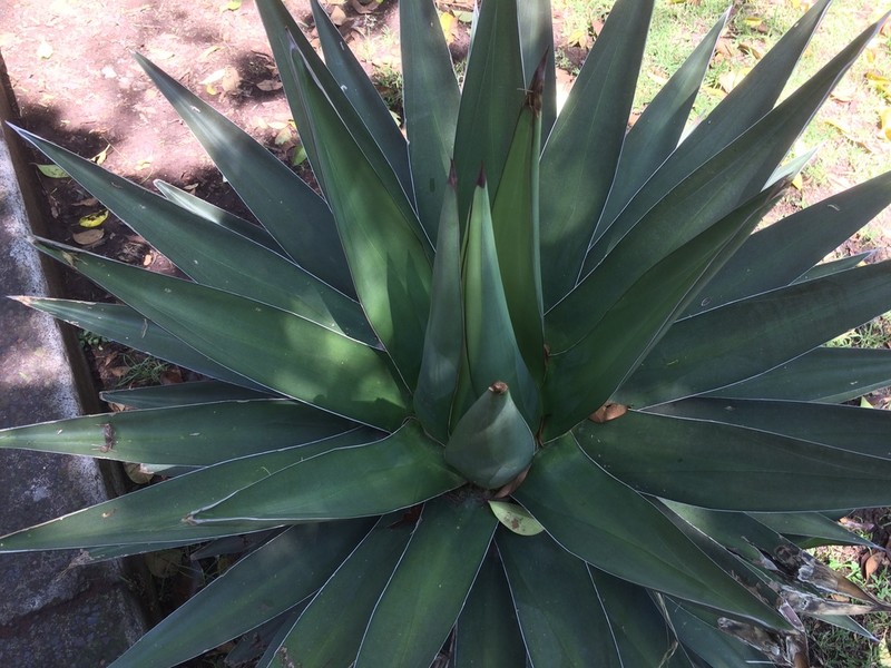 Agave triangularis photo 7