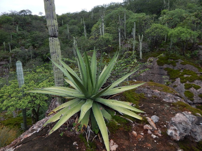 Agave triangularis photo 8