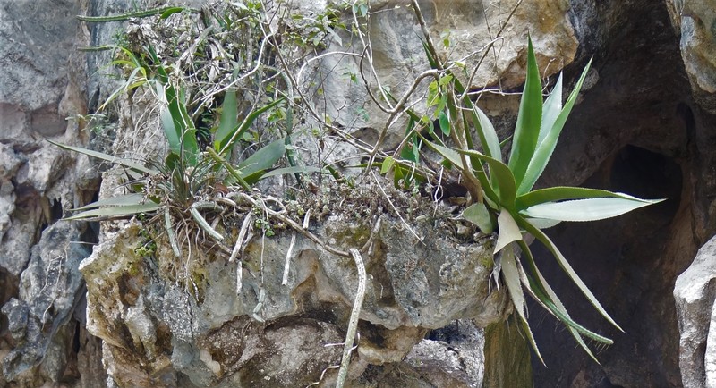 Agave tubulata photo 4