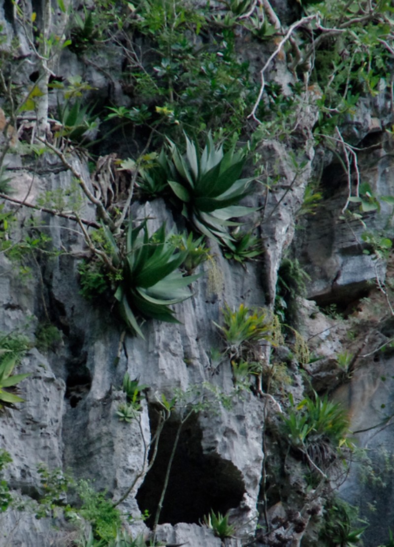 Agave tubulata photo 5
