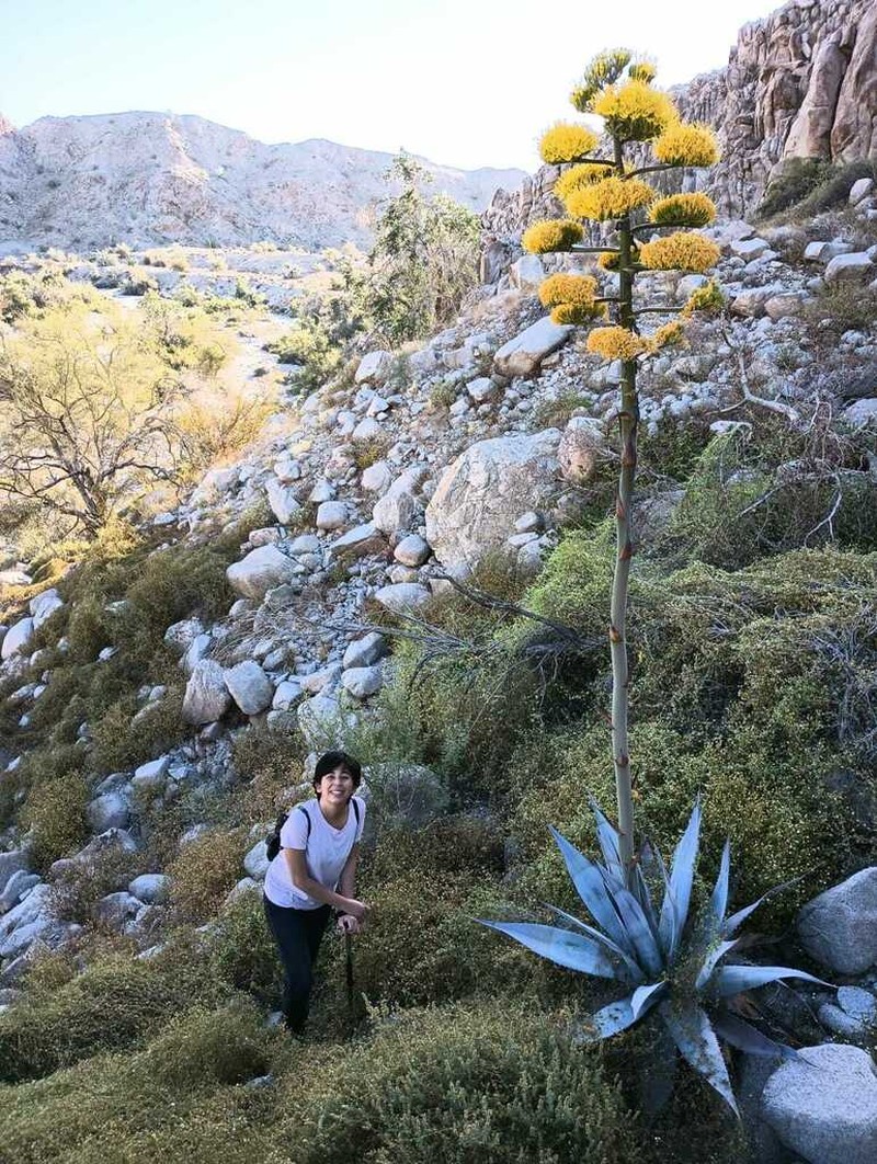 Agave turneri photo 2