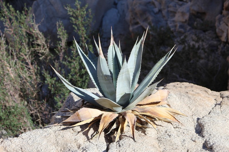 Agave turneri photo 4