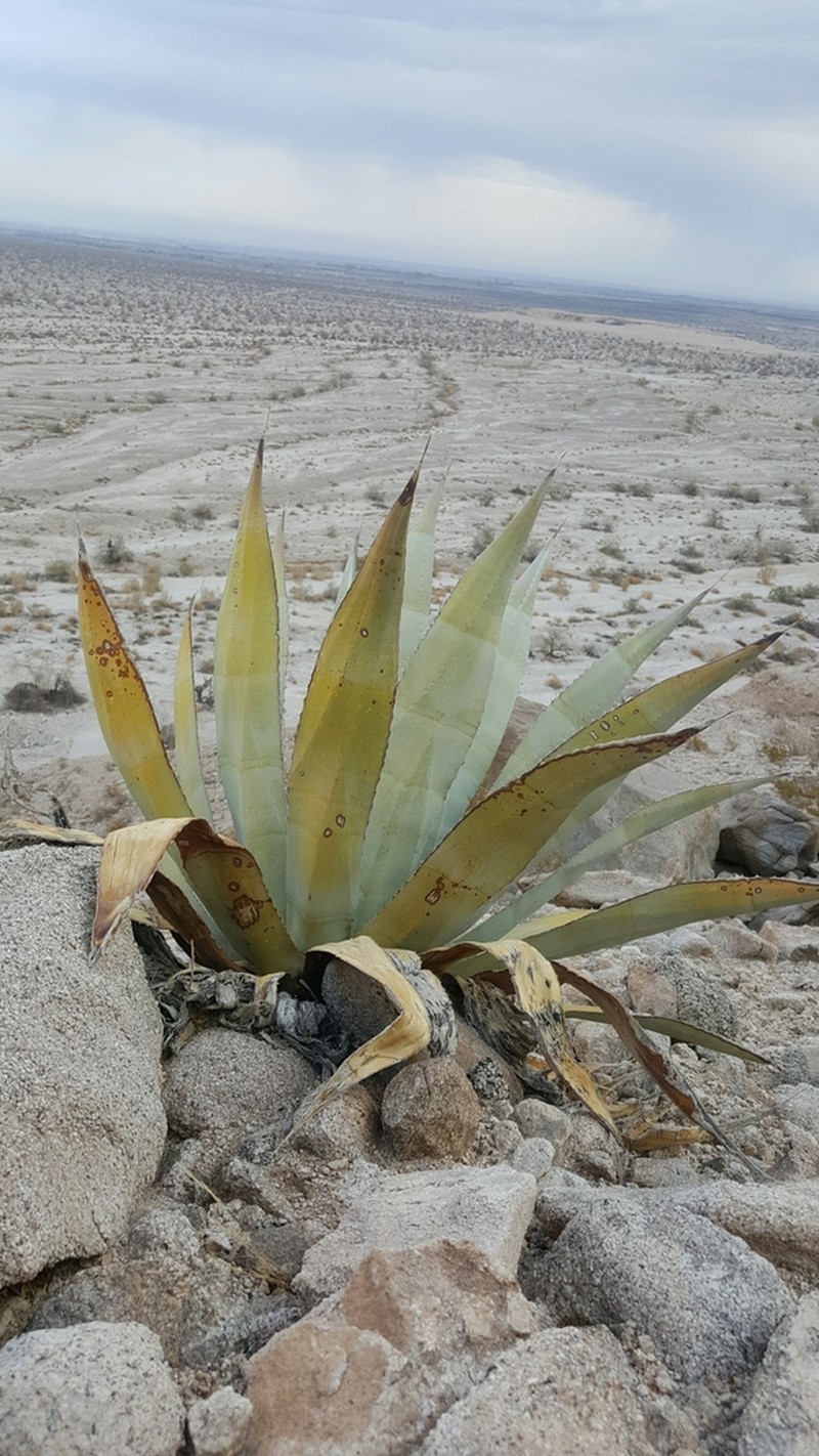 Agave turneri photo 5