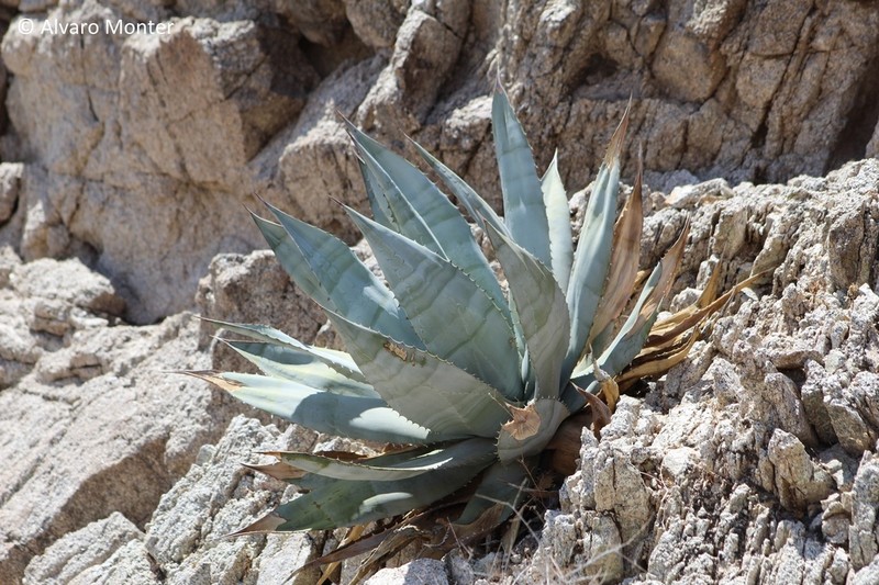 Agave turneri photo 6