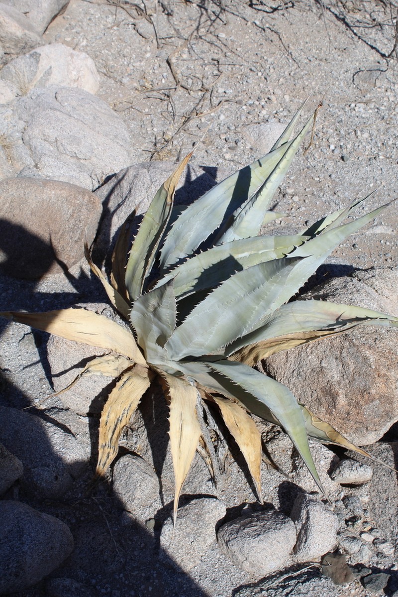 Agave turneri photo 7