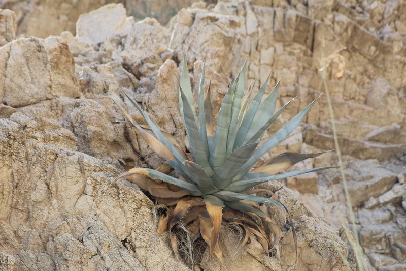 Agave turneri photo 8