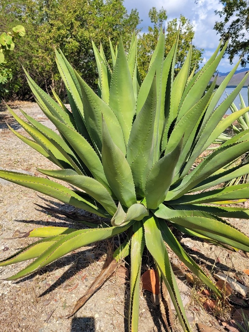 Agave underwoodii