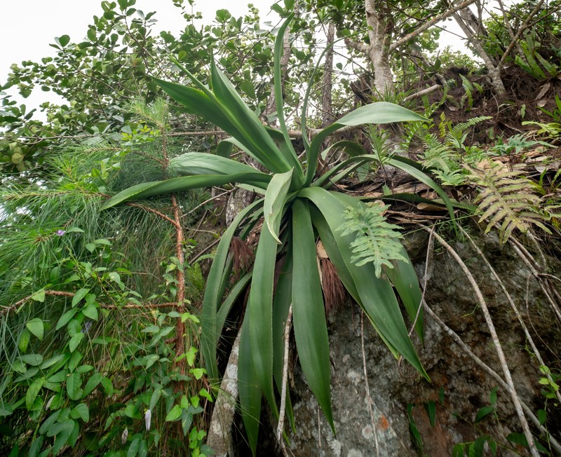 Agave underwoodii photo 3