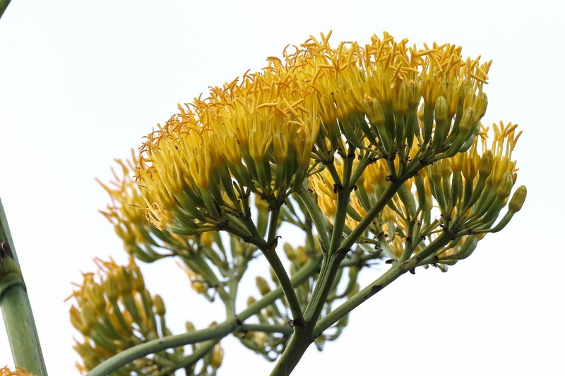 Agave underwoodii photo 4