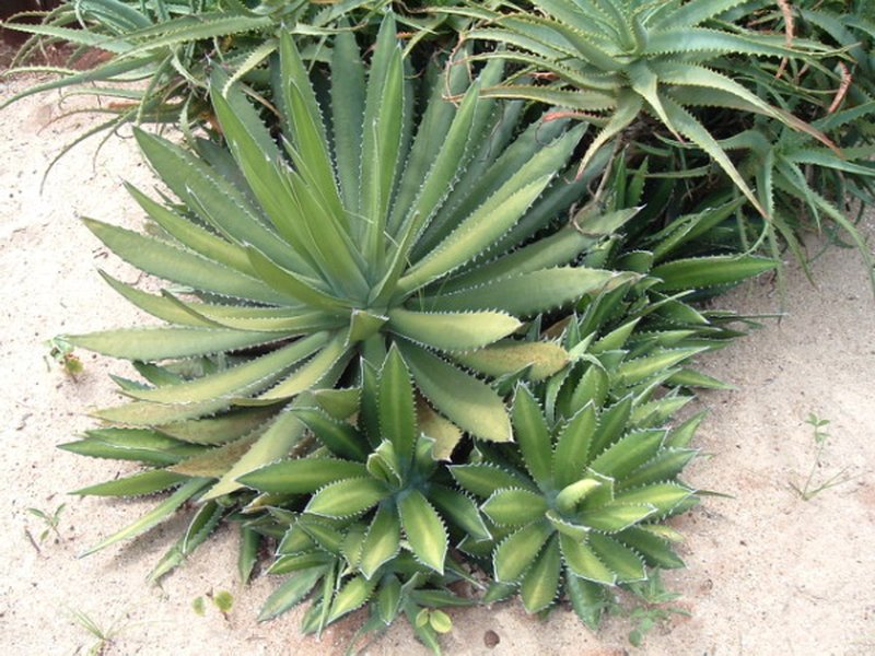 Mckelvey's Century Plant