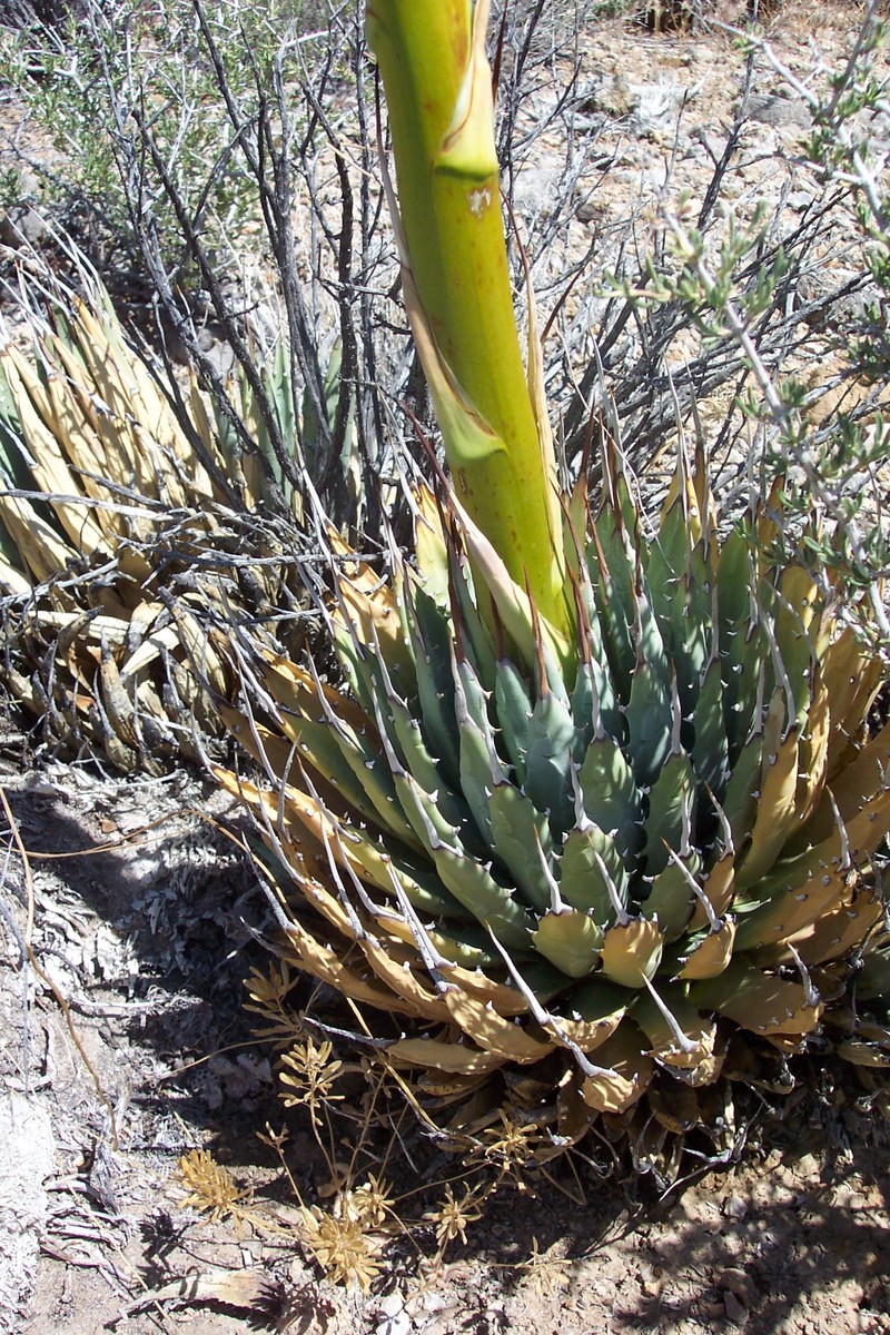 Utah Agave