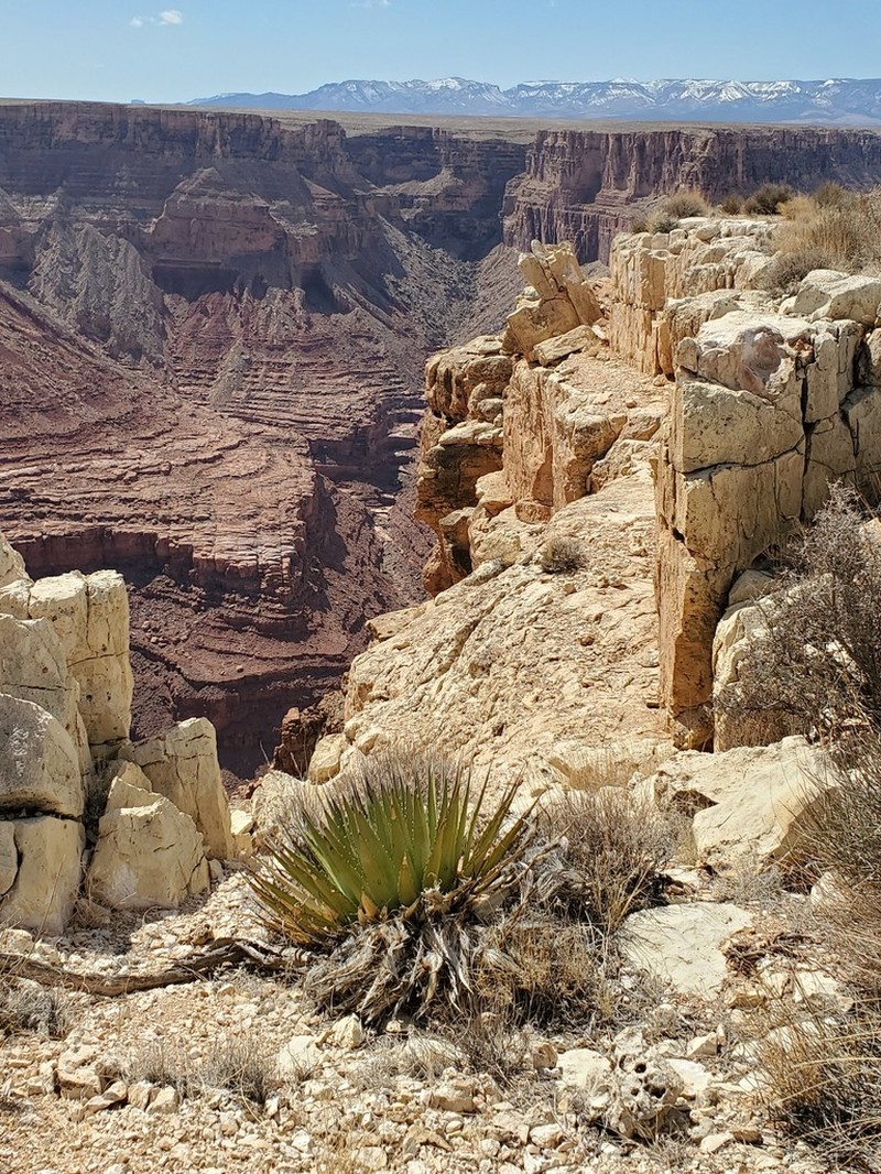Utah Agave photo 2