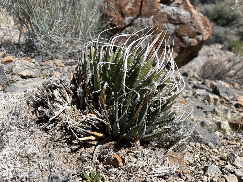 Utah Agave photo 3