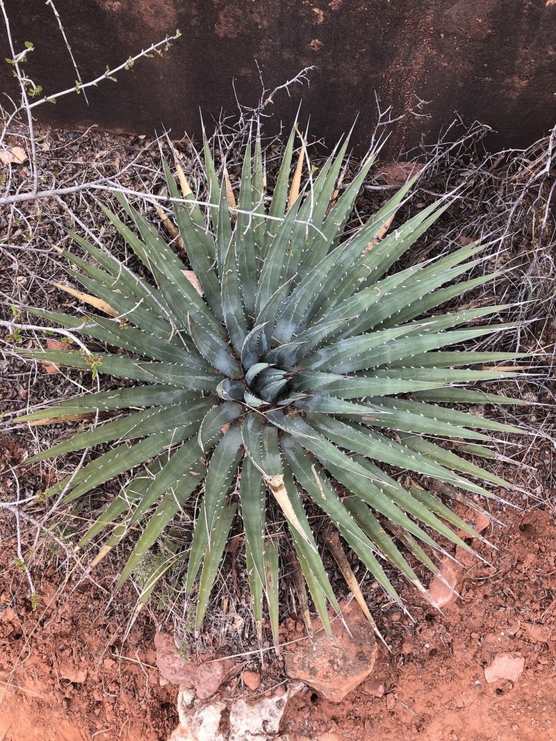 Utah Agave photo 4