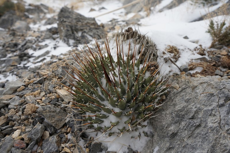 Utah Agave photo 5