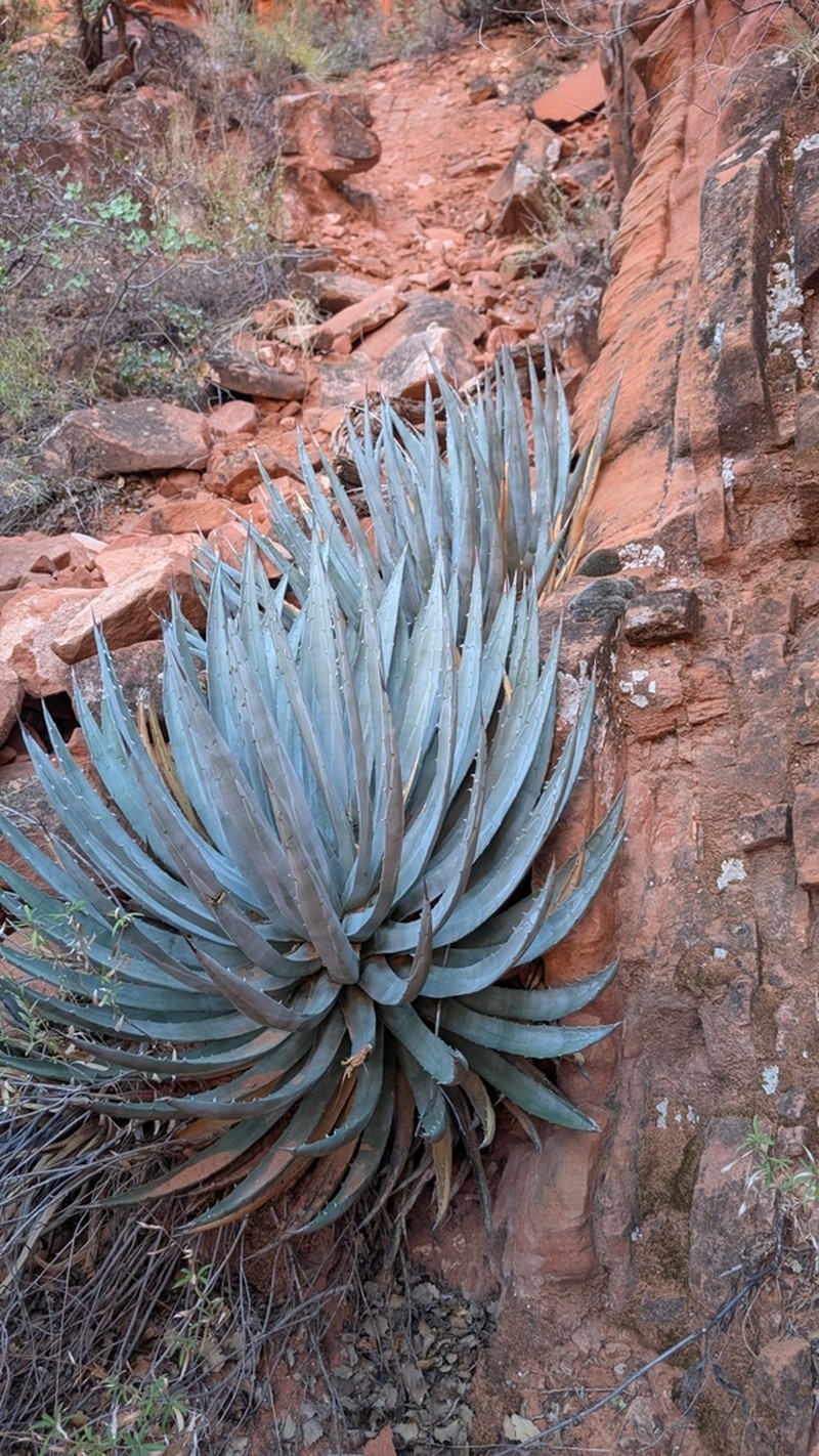 Utah Agave photo 6