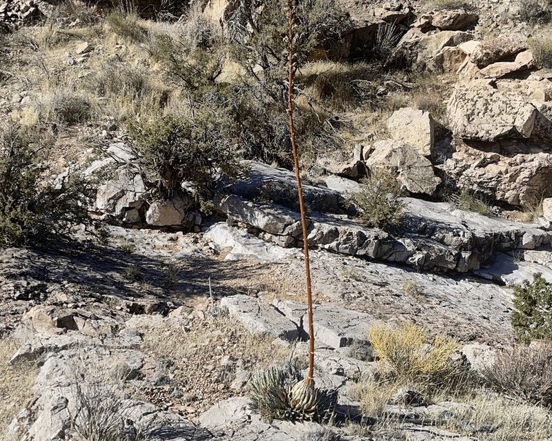 Utah Agave photo 7