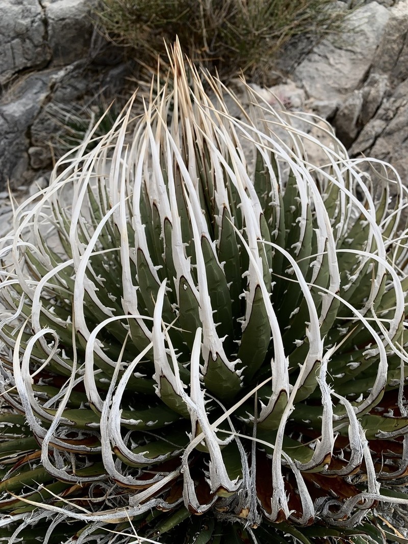 Utah Agave photo 8
