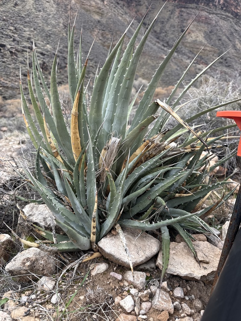 Agave utahensis subsp. kaibabensis