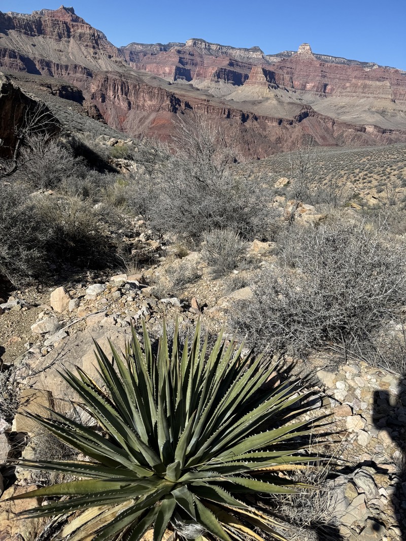 Agave utahensis subsp. kaibabensis photo 2