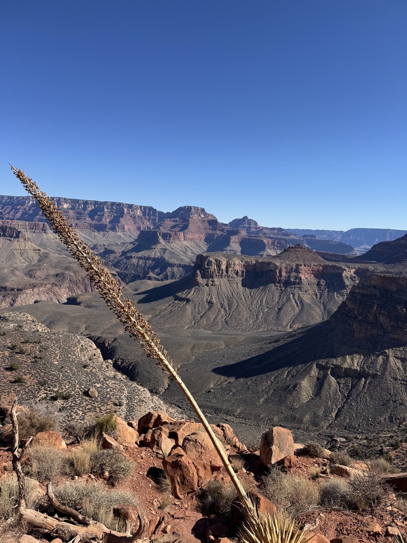 Agave utahensis subsp. kaibabensis photo 3