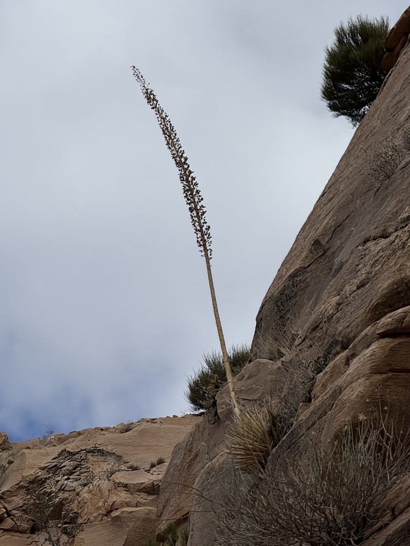 Agave utahensis subsp. kaibabensis photo 4