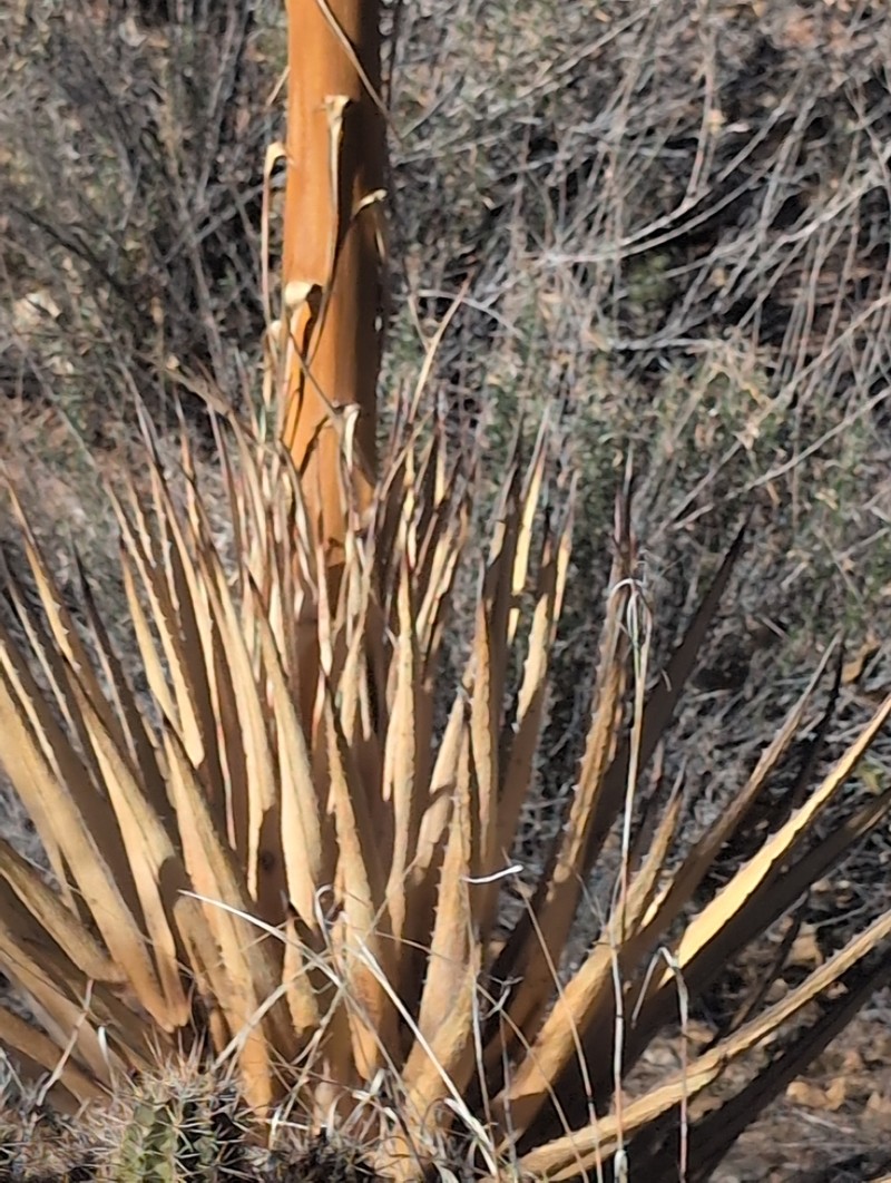 Agave utahensis subsp. kaibabensis photo 5