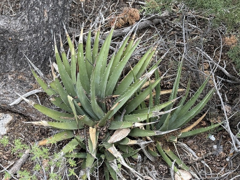 Agave utahensis subsp. kaibabensis photo 7