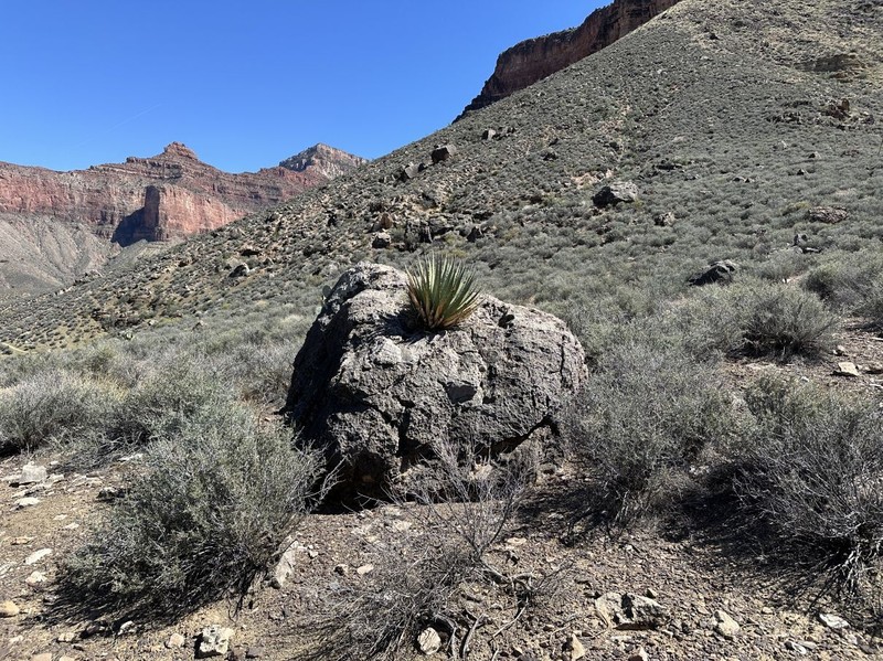 Agave utahensis subsp. kaibabensis photo 8