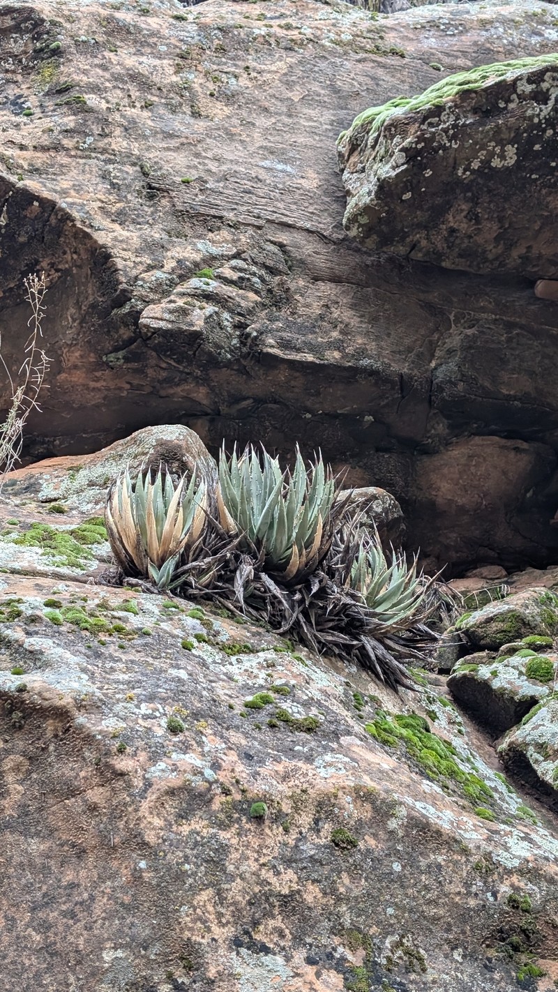 Agave utahensis subsp. utahensis