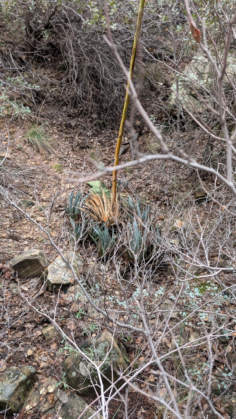 Agave utahensis subsp. utahensis photo 2