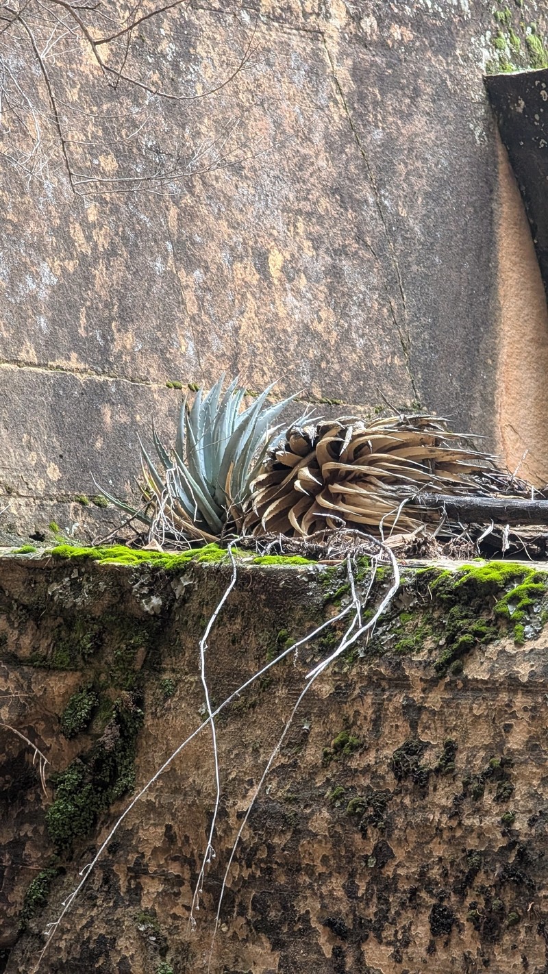 Agave utahensis subsp. utahensis photo 3