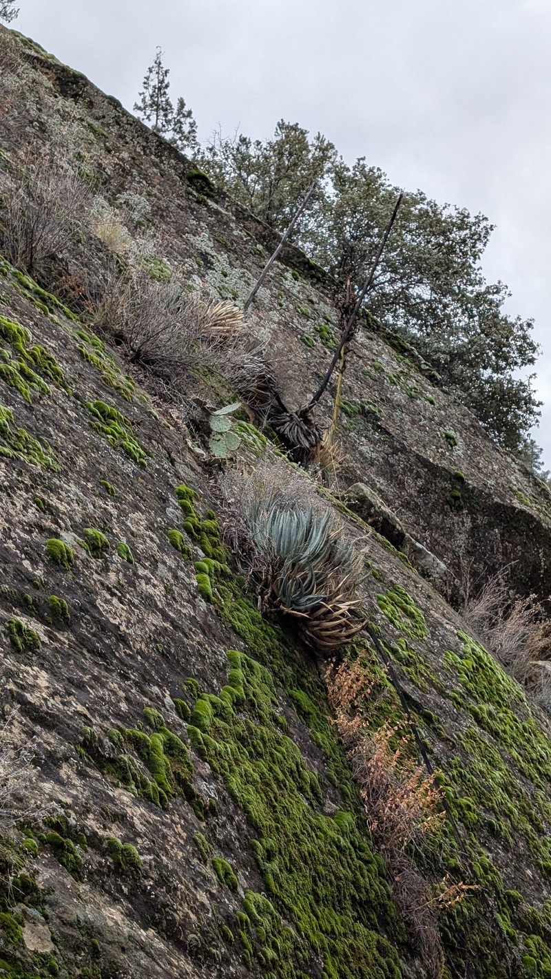 Agave utahensis subsp. utahensis photo 4