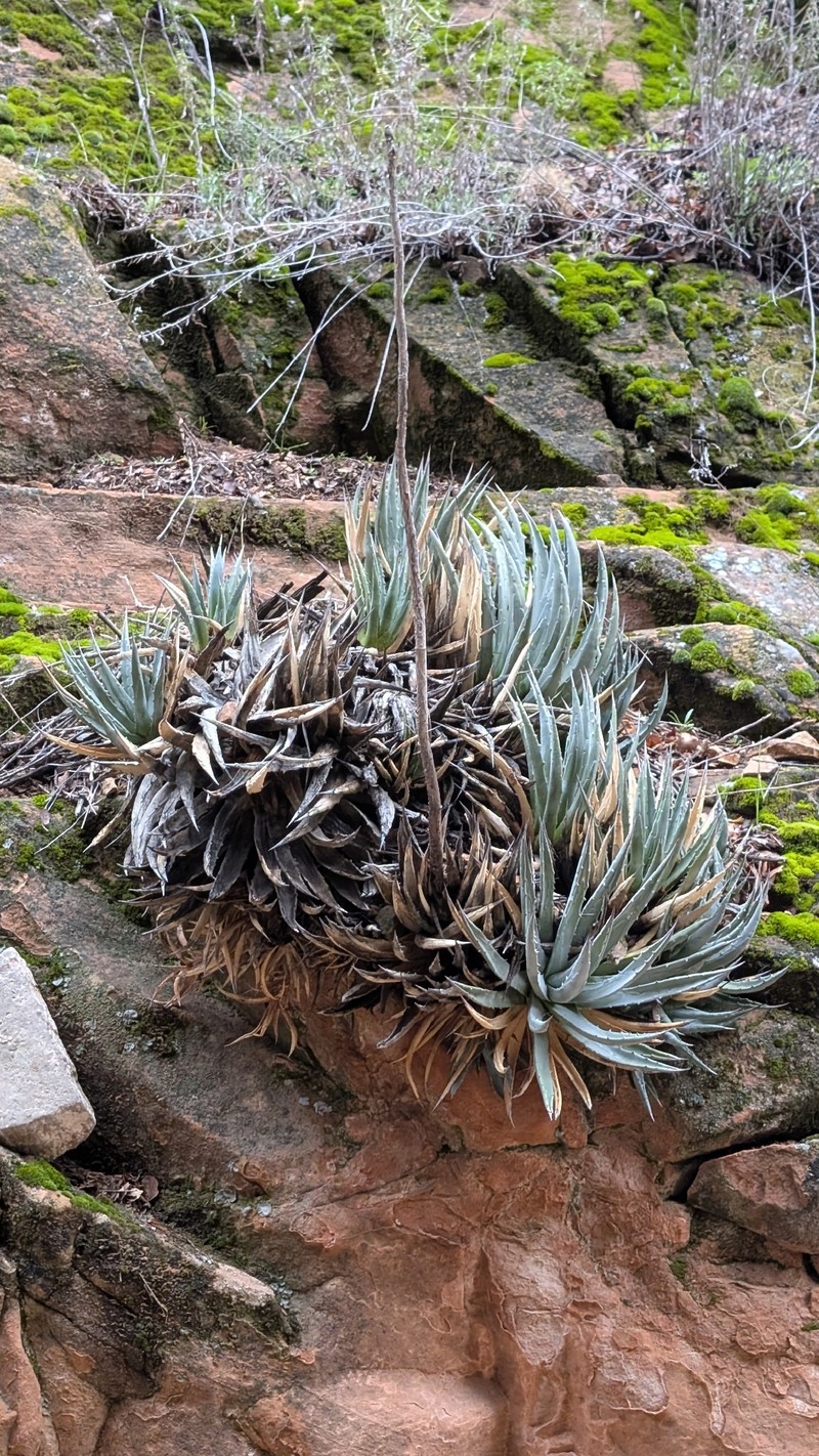 Agave utahensis subsp. utahensis photo 5