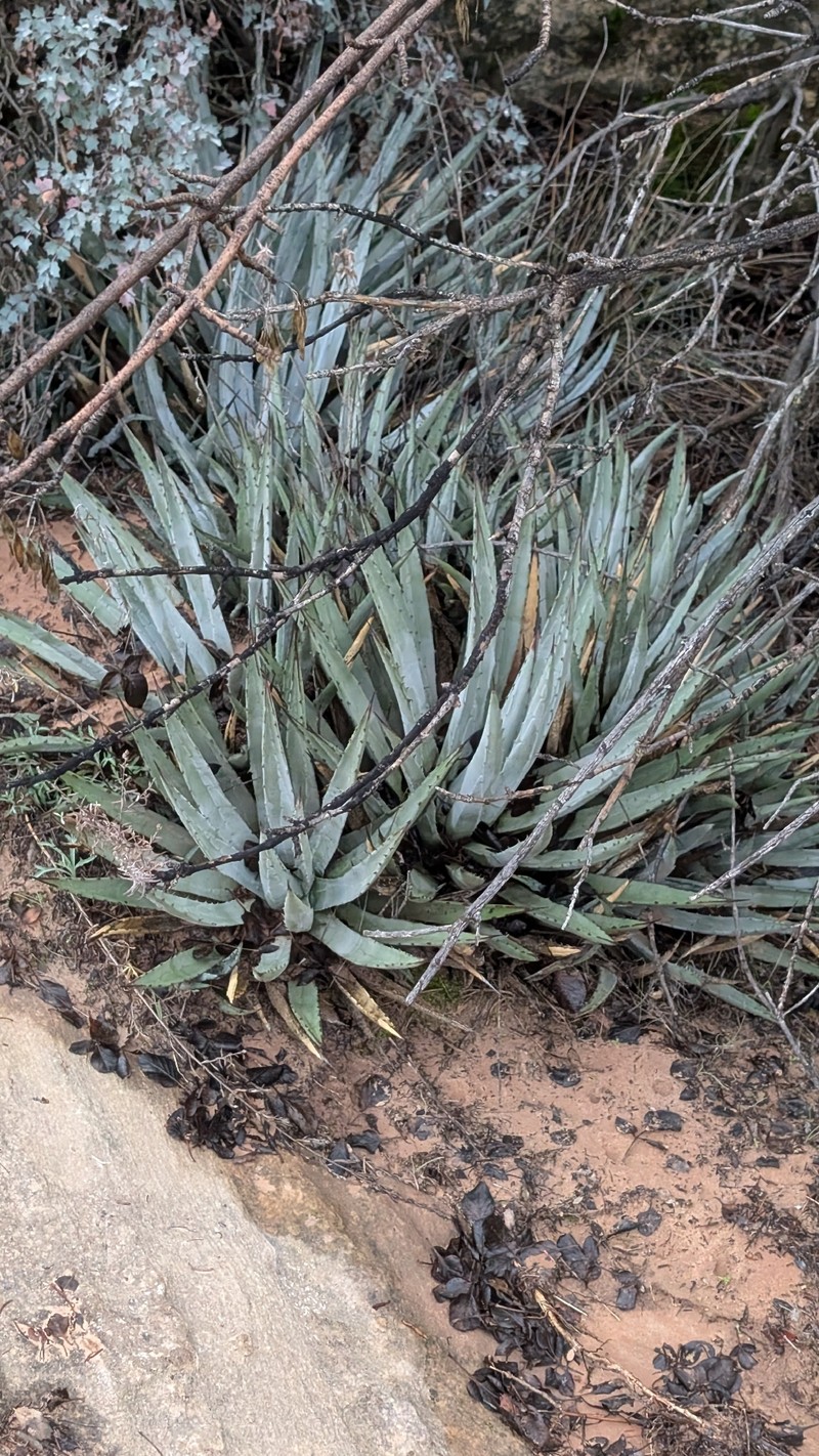 Agave utahensis subsp. utahensis photo 6