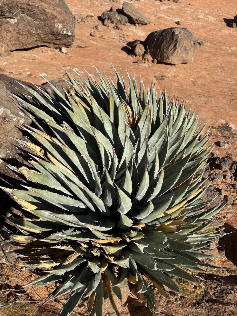 Agave utahensis subsp. utahensis photo 7
