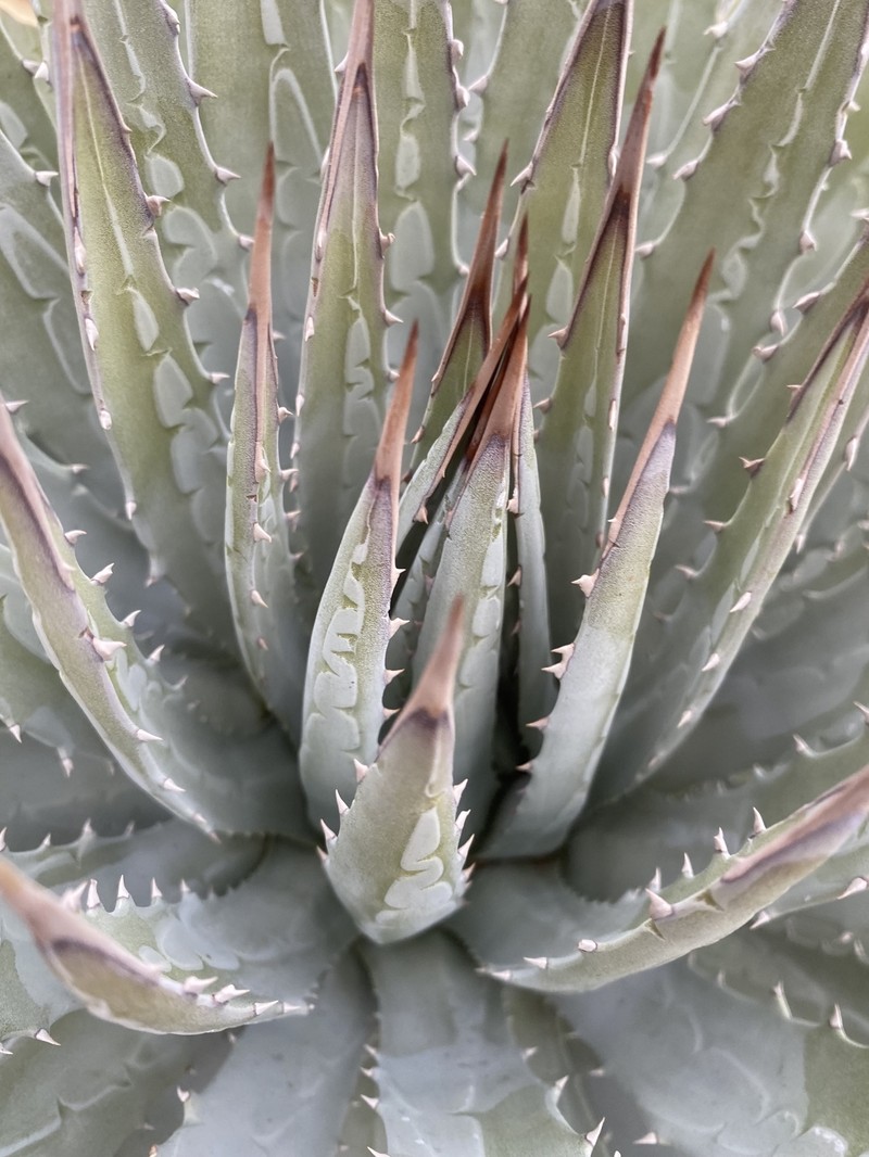 Agave utahensis subsp. utahensis photo 8