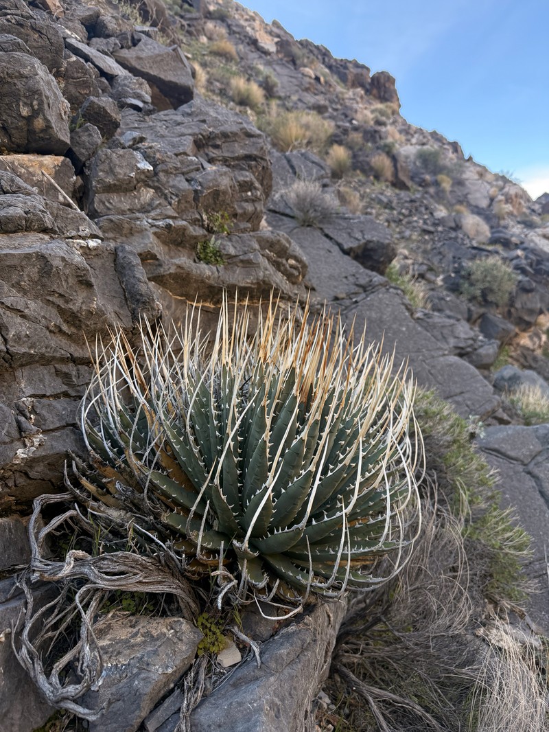 Agave utahensis var. eborispina