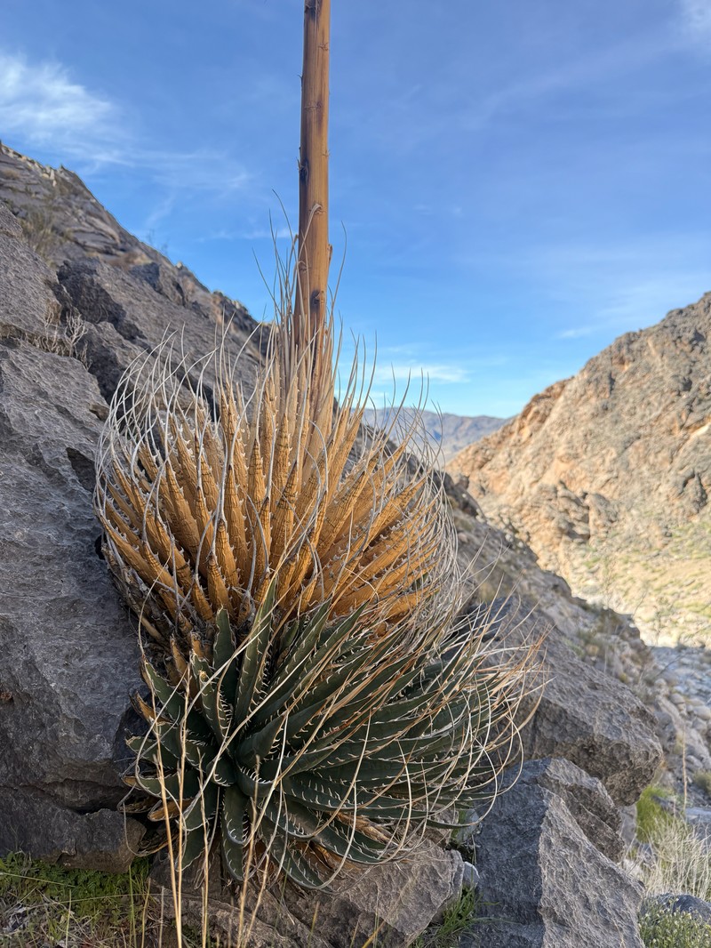 Agave utahensis var. eborispina photo 2