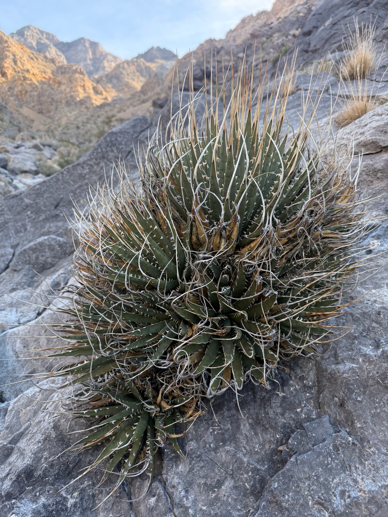Agave utahensis var. eborispina photo 3