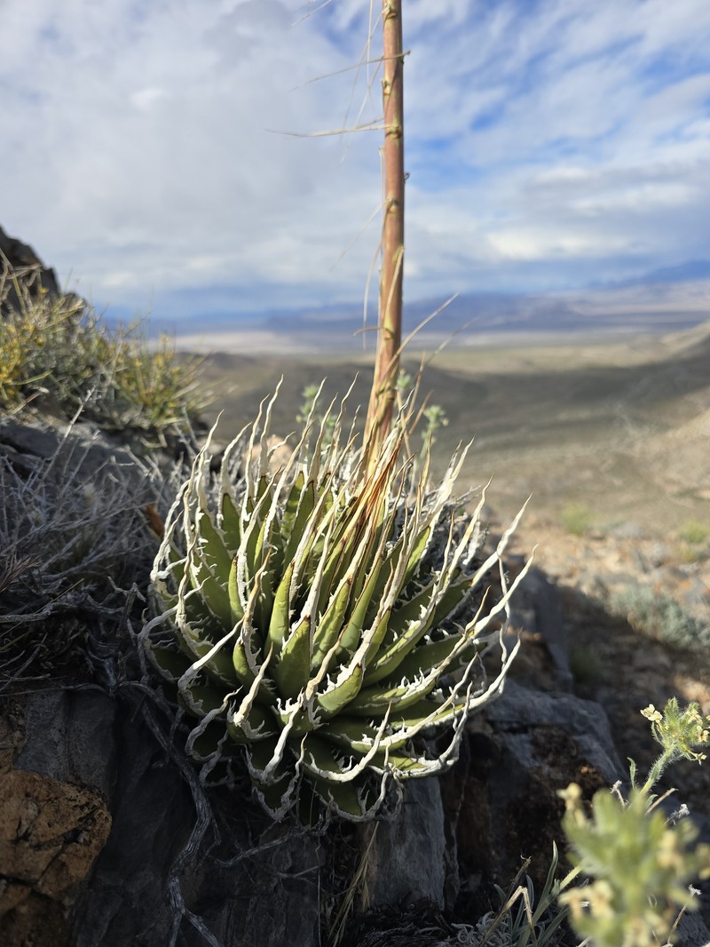 Agave utahensis var. eborispina photo 4