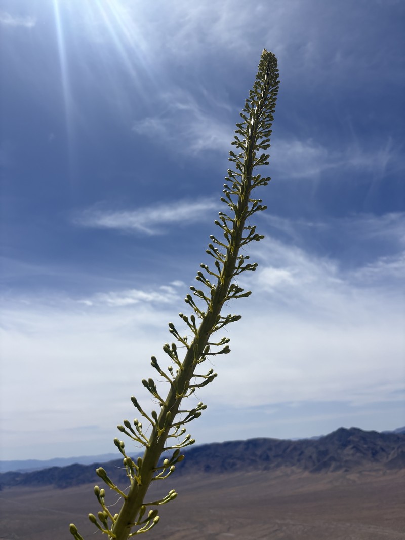 Agave utahensis var. eborispina photo 5