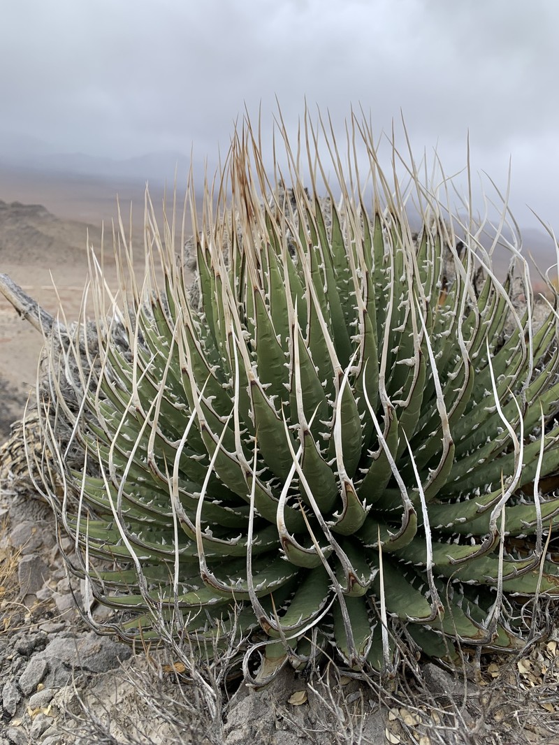 Agave utahensis var. eborispina photo 6