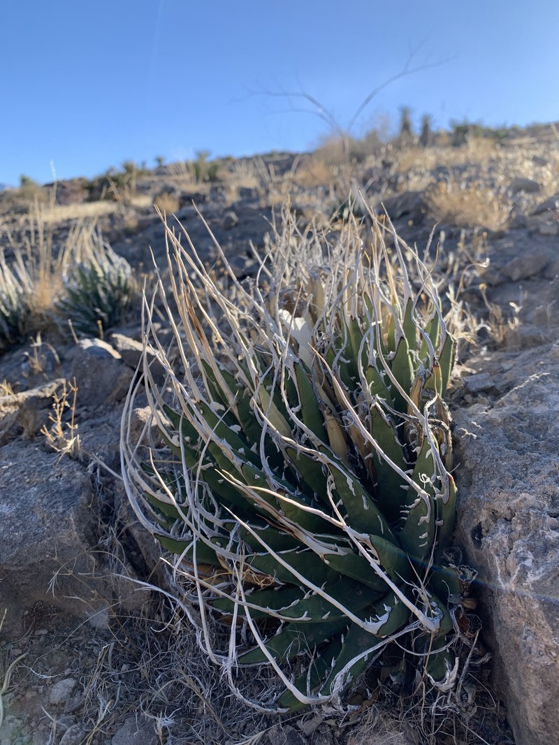 Agave utahensis var. eborispina photo 7